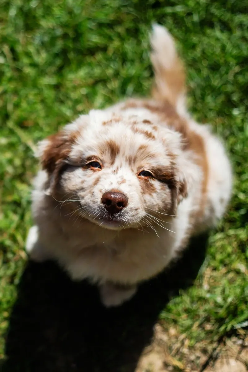 cucciolo che sorride sull'erba pellicola backlit da animal story home