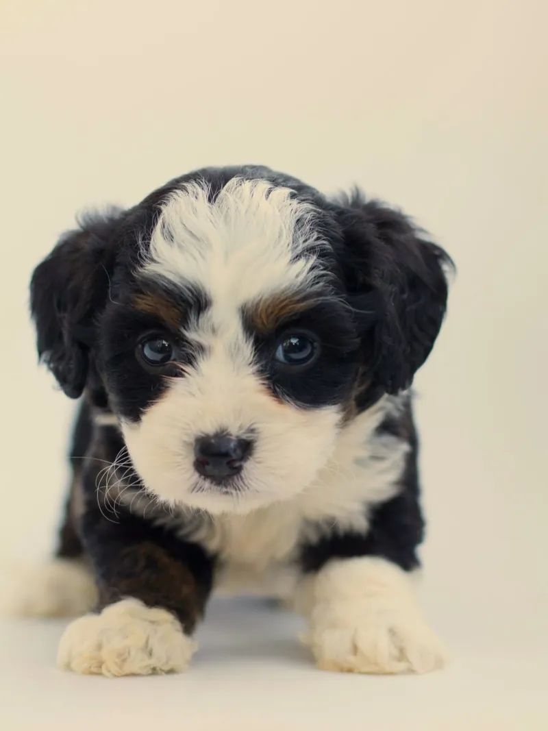 puppy playful portrait canvas by animal story home