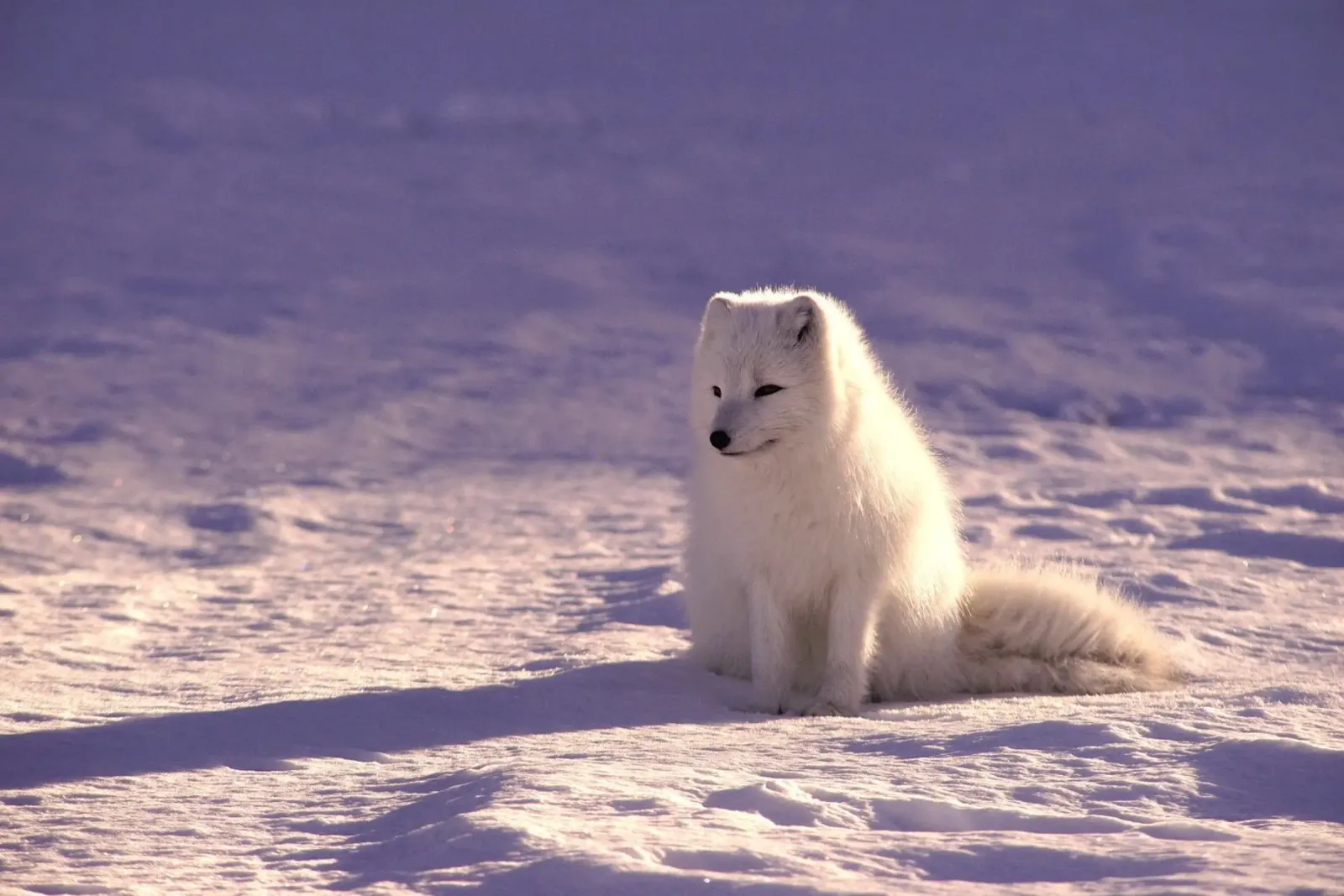 volpe artica sulla neve pellicola backlit da animal story home