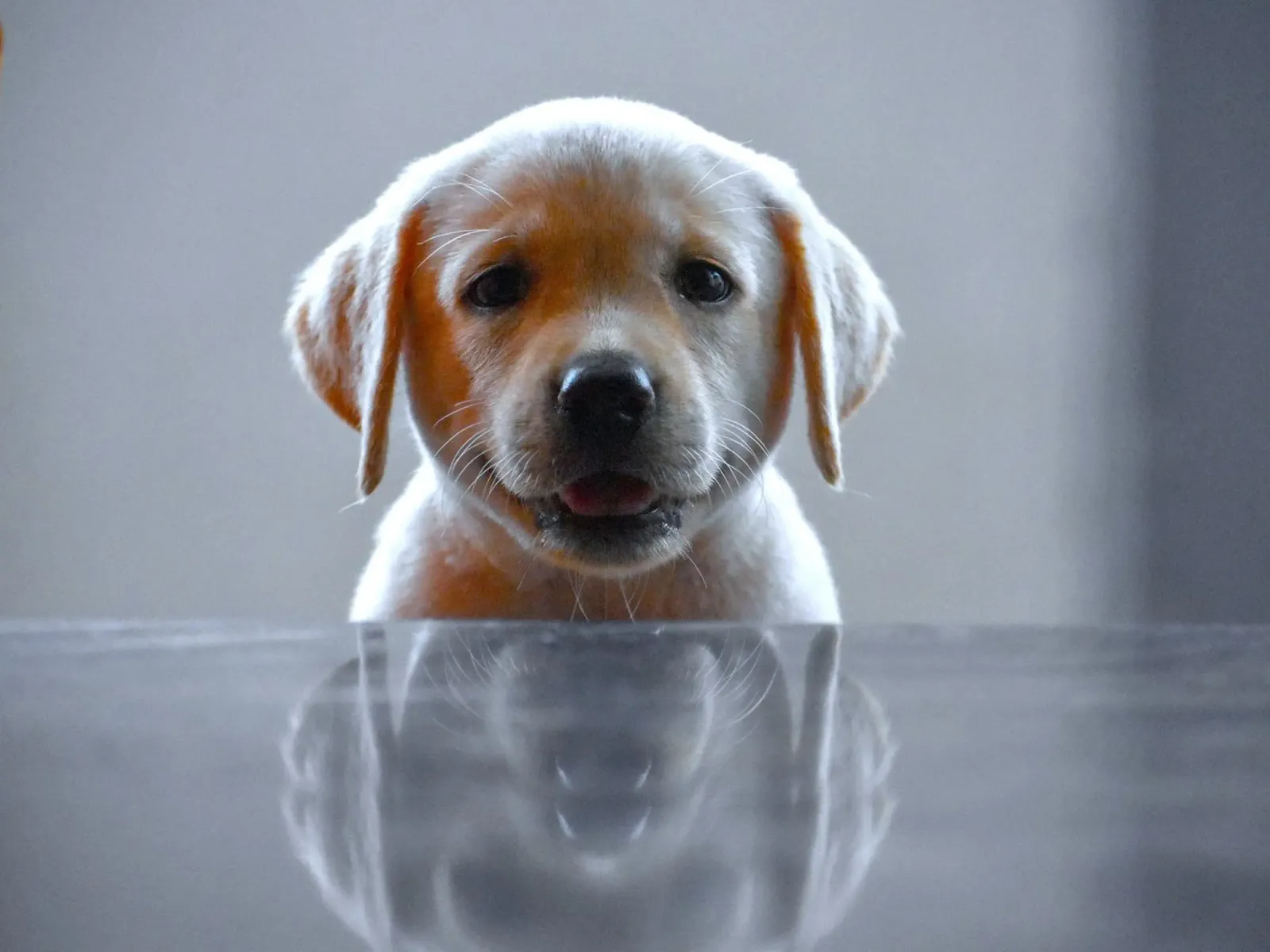cucciolo di labrador riflessione carta hahnemühle da animal story home
