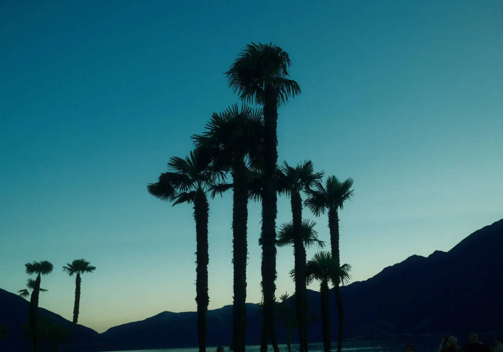 Ascona Palm Silhouettes pellicola backlit da FujiSwiss