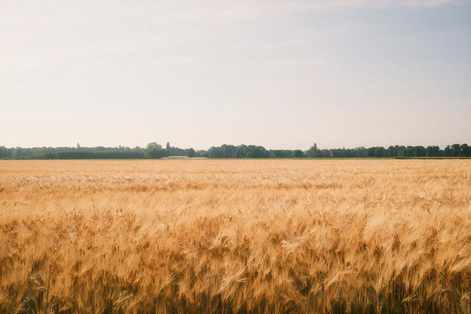 Golden Wheat Fields plexiglass da FujiSwiss