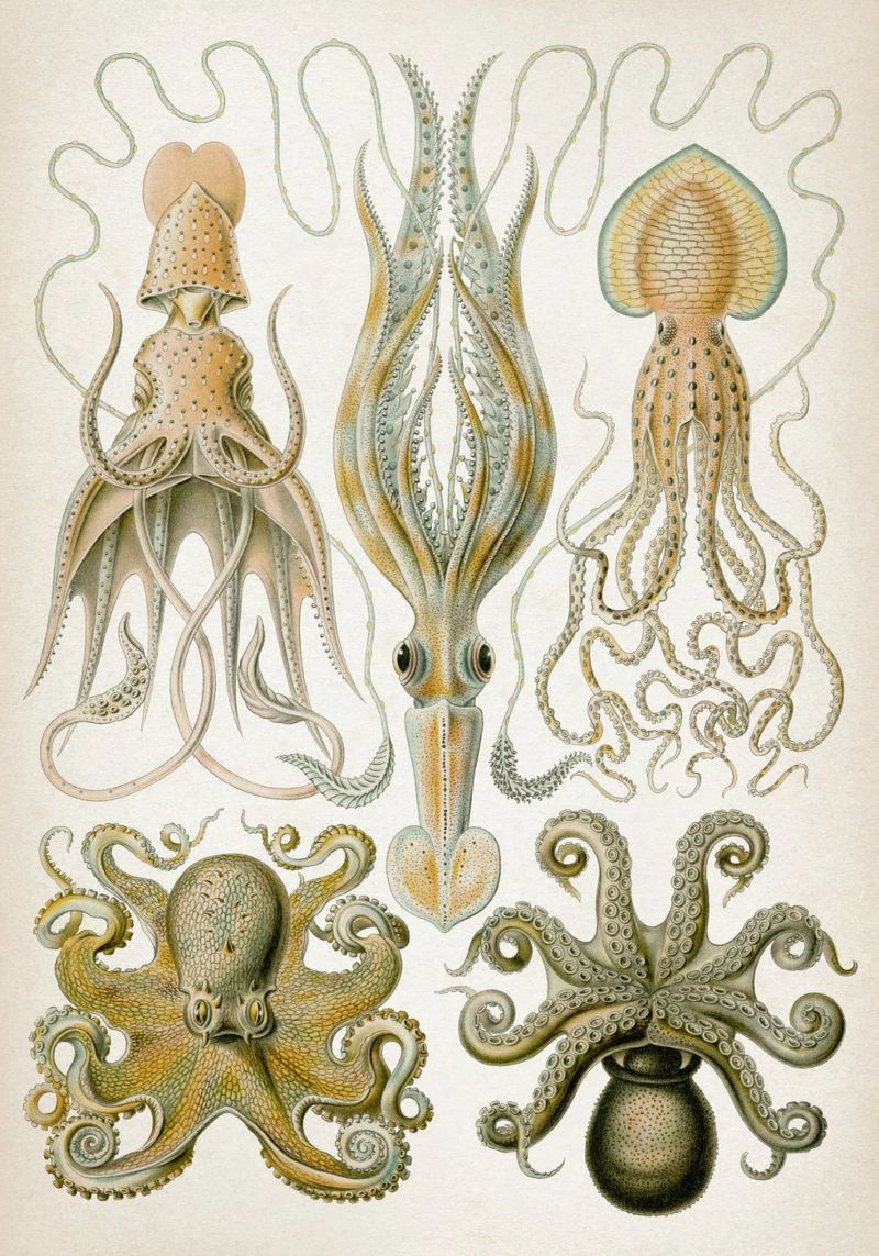 Vintage Haeckel 1 Tafel 54 Trichterkraken poster de Vintage Print Collection