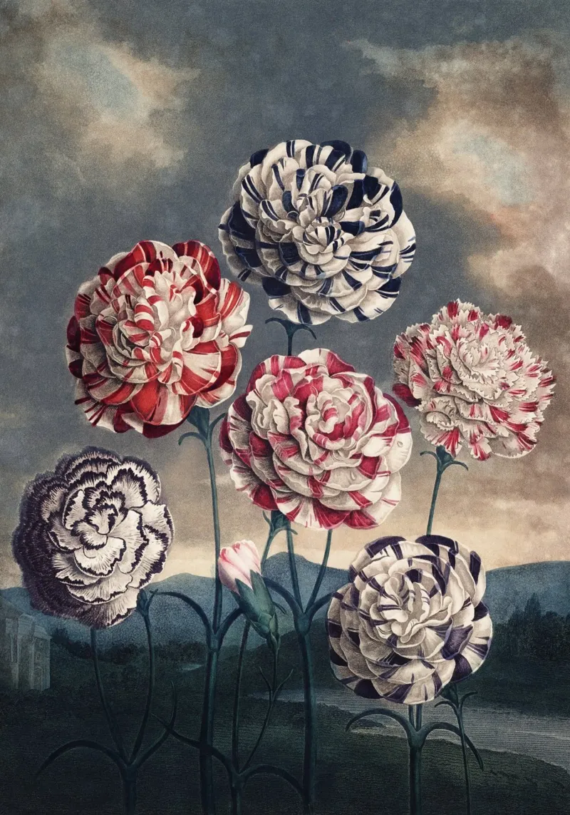 Vintage Thornton 6 Carnations tela con Cornice a cassetta da Vintage Print Collection