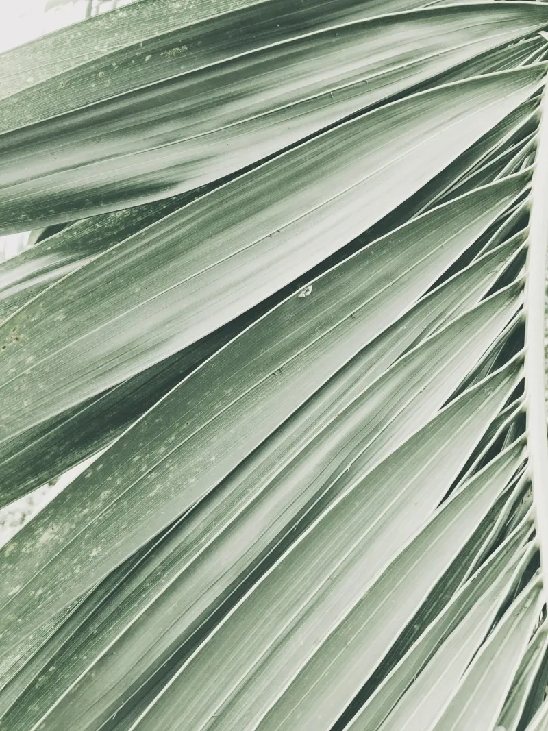 Frond acrylic glass by PhotoVibe Decor