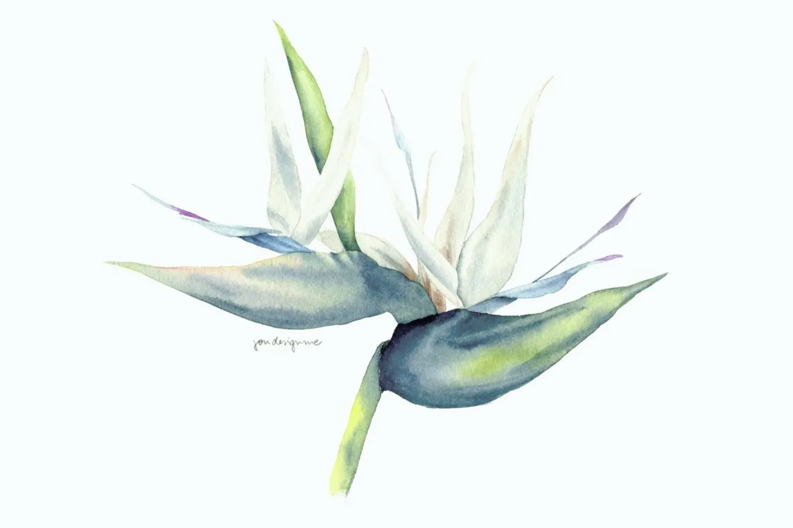 White Bird Of Paradise pellicola backlit da youdesignme