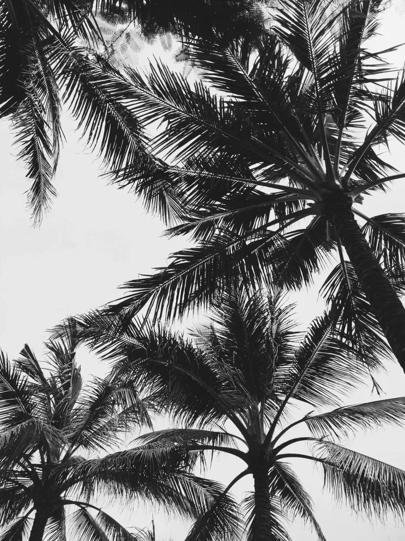 Frond hahnemühle by PhotoVibe Decor