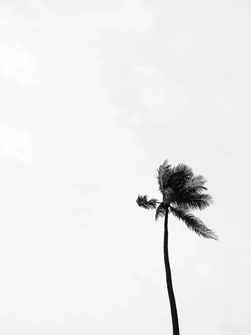 Frond hahnemühle de PhotoVibe Decor