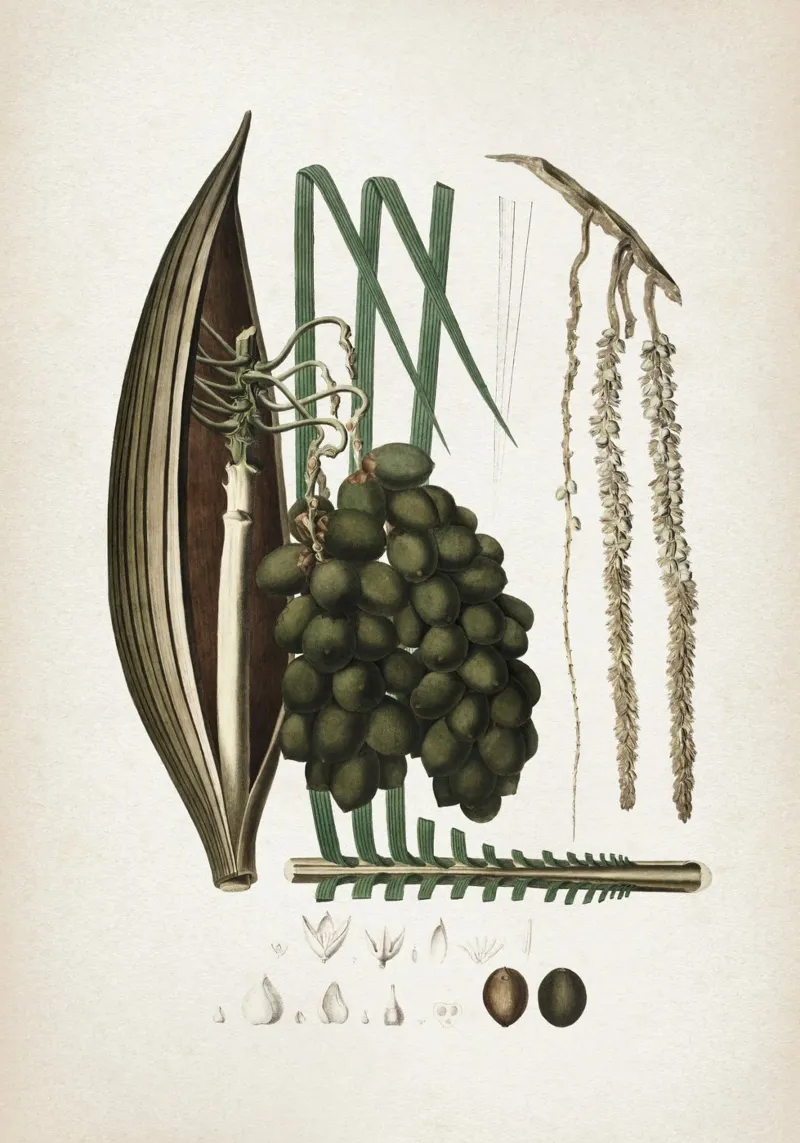 Vintage Martius 5 Cocos Botryophora poster da Vintage Print Collection