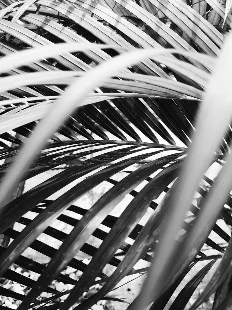 Frond hahnemühle by PhotoVibe Decor