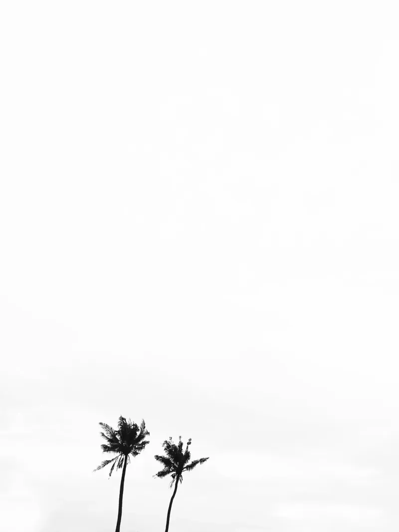 Frond alu-dibond by PhotoVibe Decor