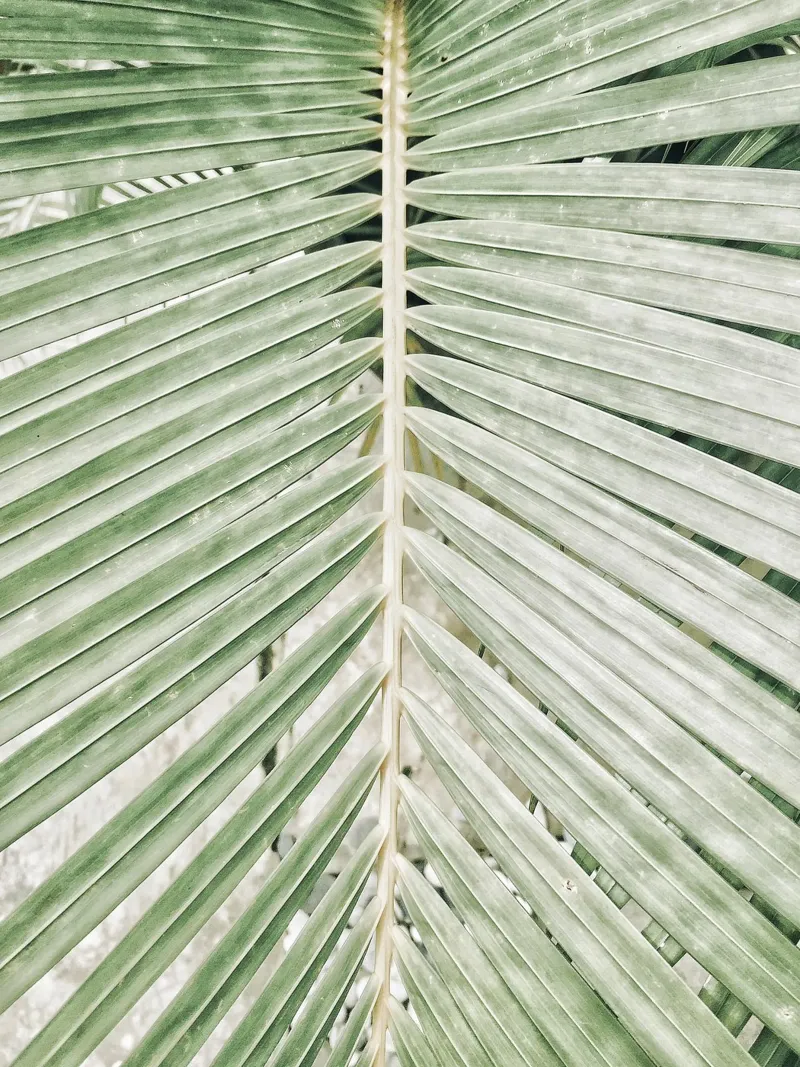 Frond poster with wooden frame by PhotoVibe Decor