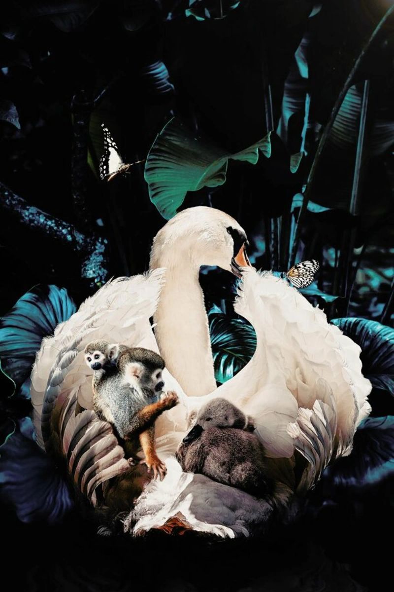 Swan pellicola backlit da Wouter Rikken