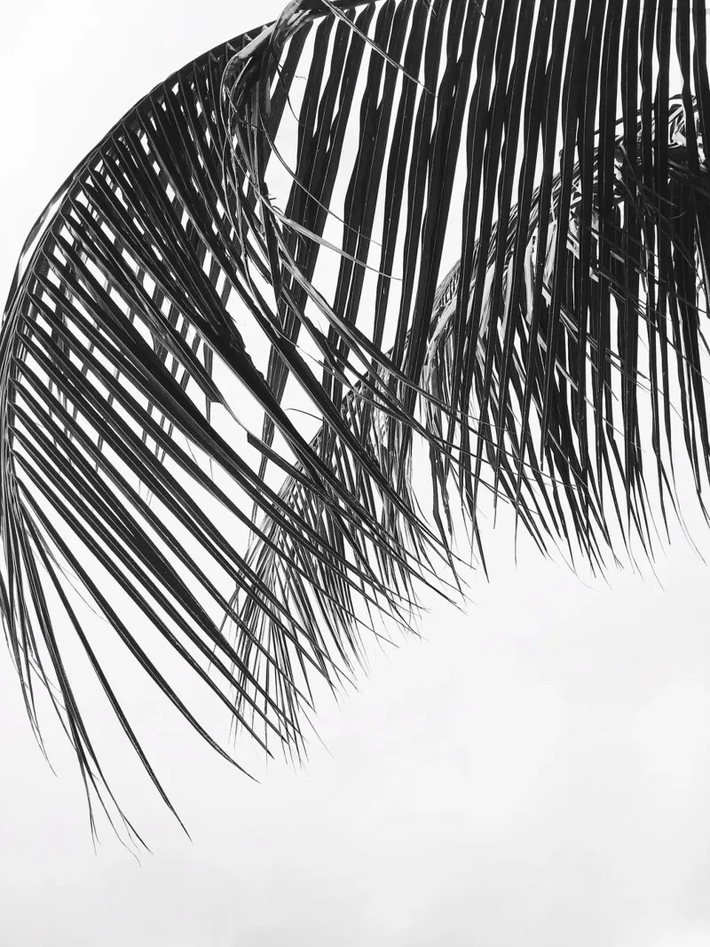 Frond poster with wooden frame by PhotoVibe Decor