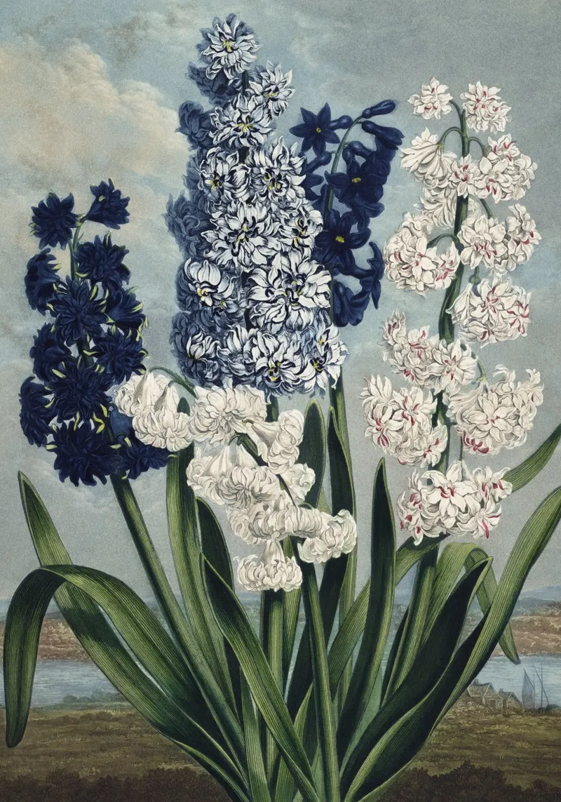 Vintage Thornton 6 Hyacinths poster con telaio in plastica da Vintage Print Collection