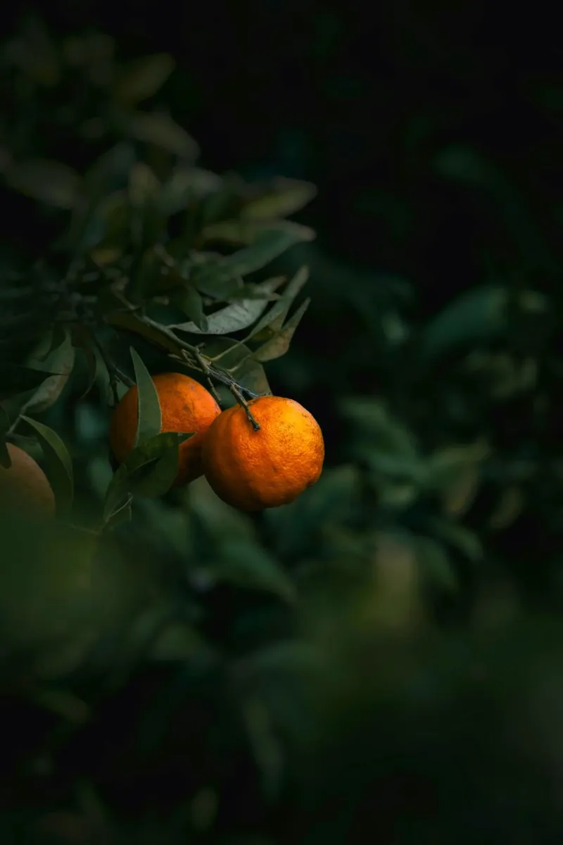 agrumi arancioni pellicola backlit da Earthly Visions