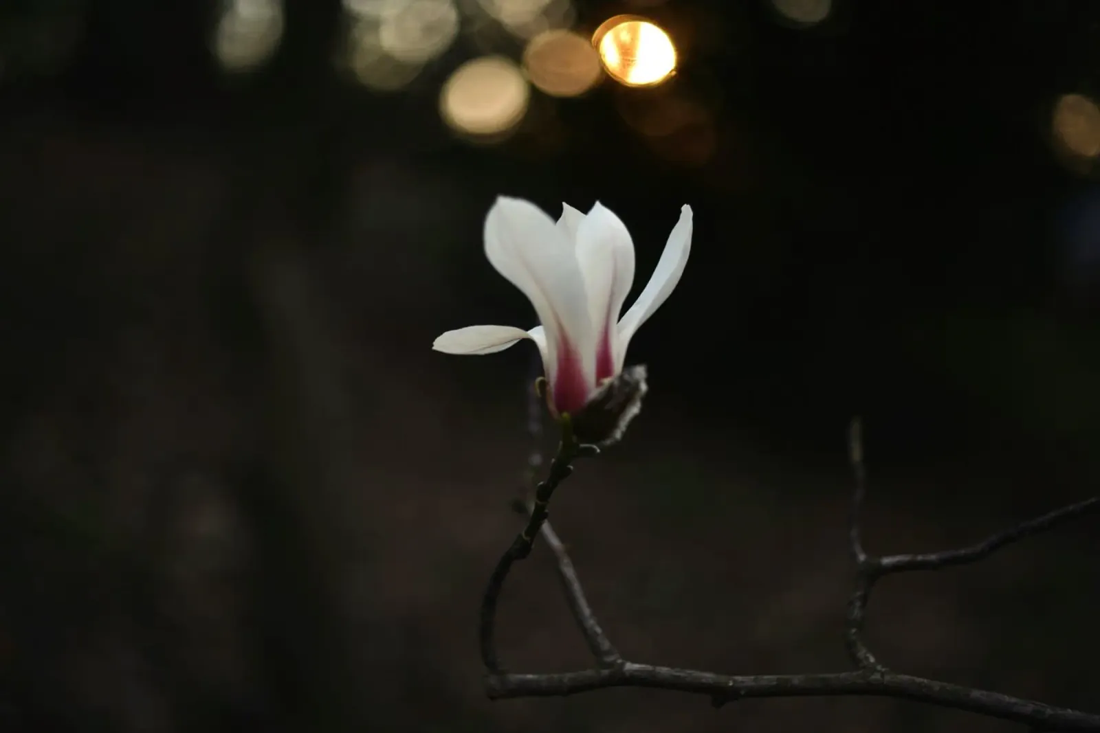 magnolia flower poster with wooden frame by Earthly Visions
