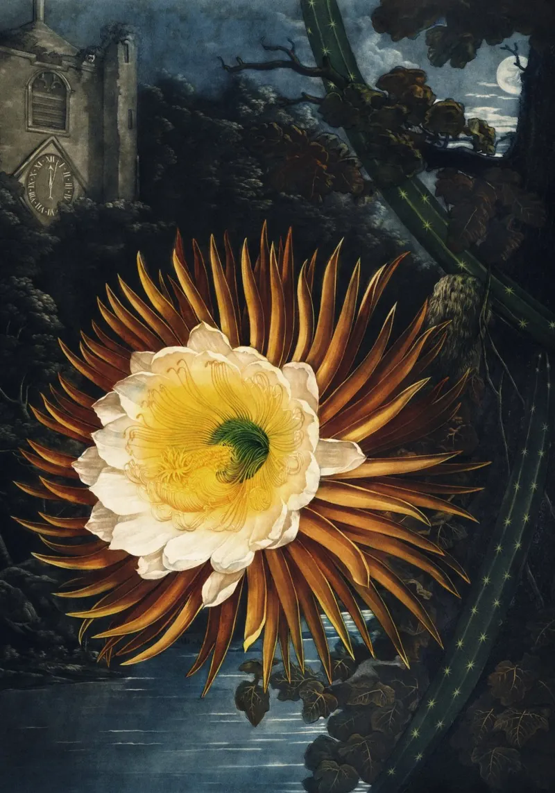 Vintage Thornton 2 Blowing Cereus tela con Cornice a cassetta da Vintage Print Collection