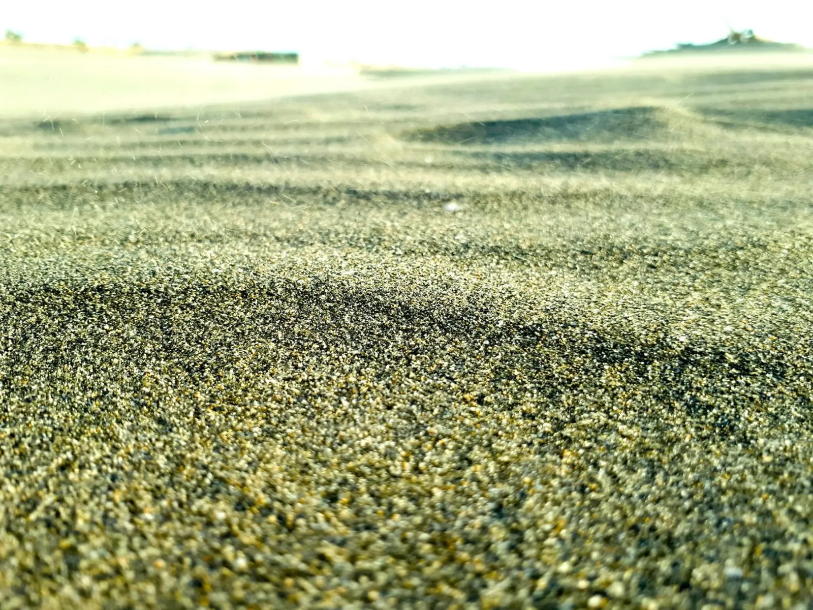 deserto con verde pellicola backlit da life of sands