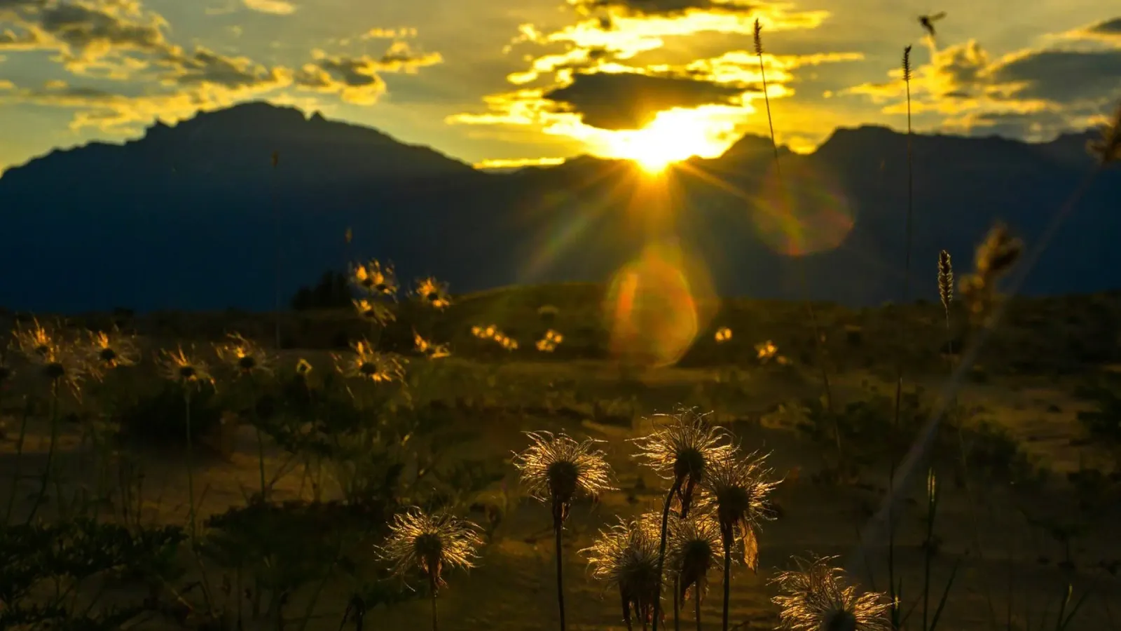 wildflowers in sunset acrylic glass by life of sands
