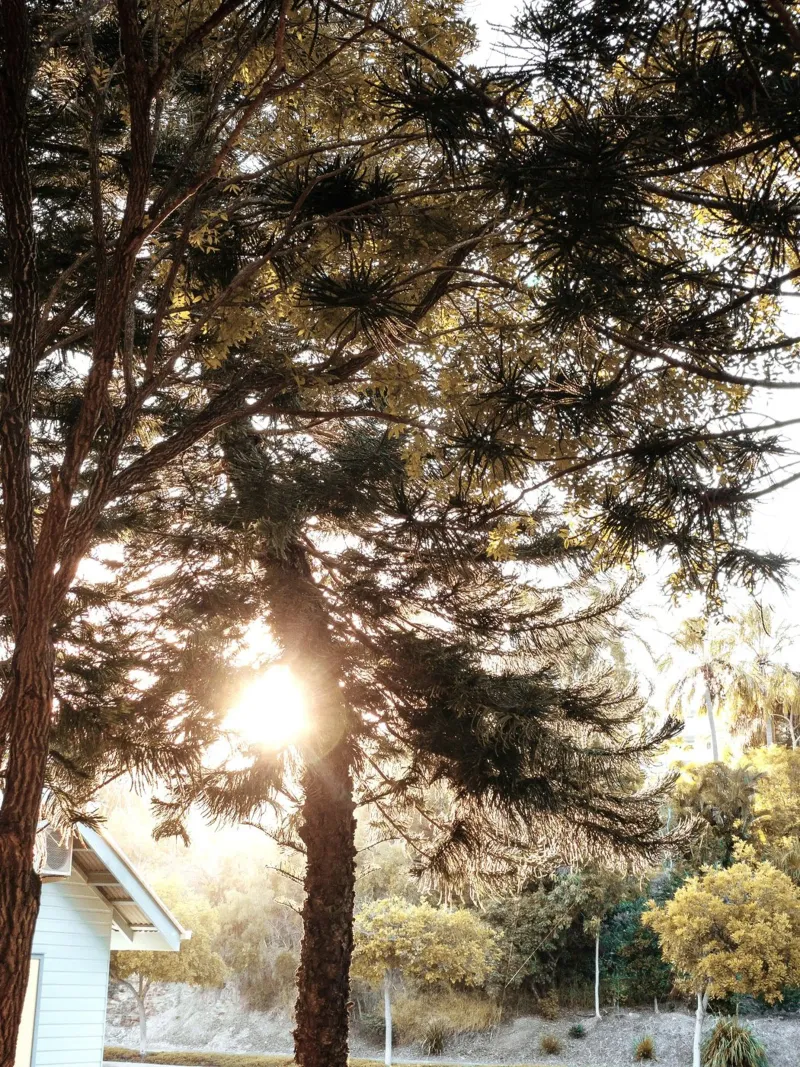 raggi di sole e giardino pellicola backlit da life of sands