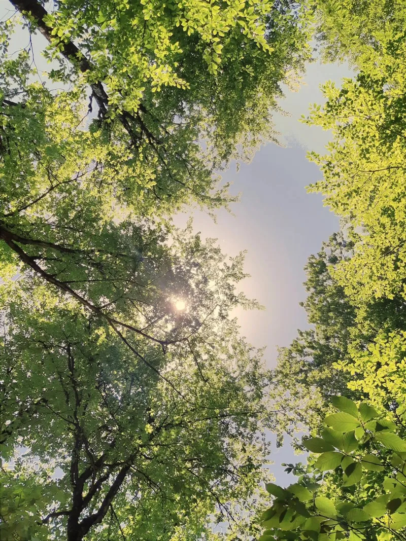 sunlight through trees canvas by space words