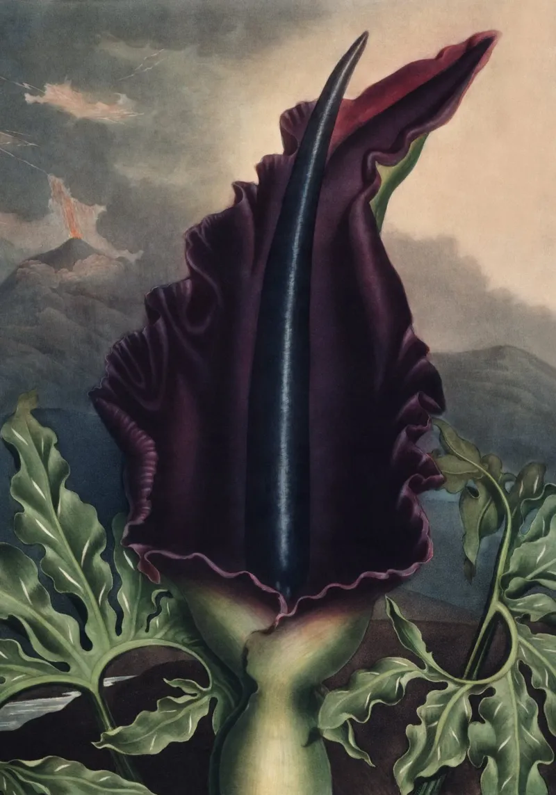 Vintage Thornton 2 Dragon Arum poster con telaio in plastica da Vintage Print Collection