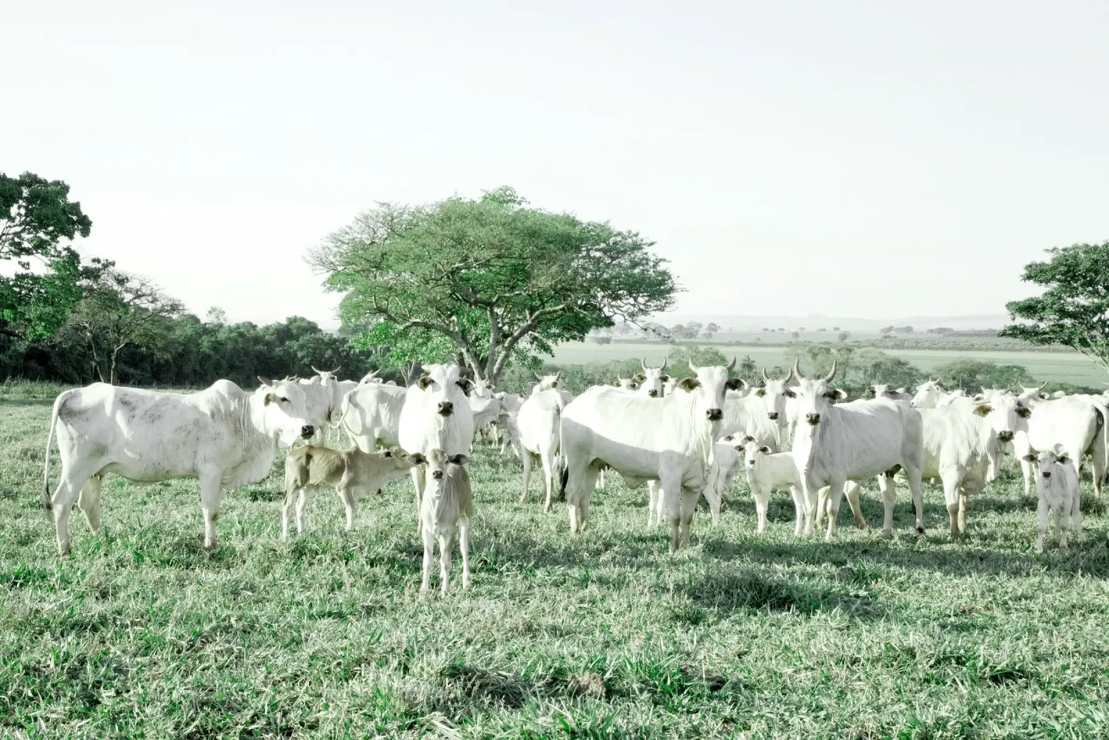 Vaches blanches dans un champ vert hahnemühle de KISSA STUDIO