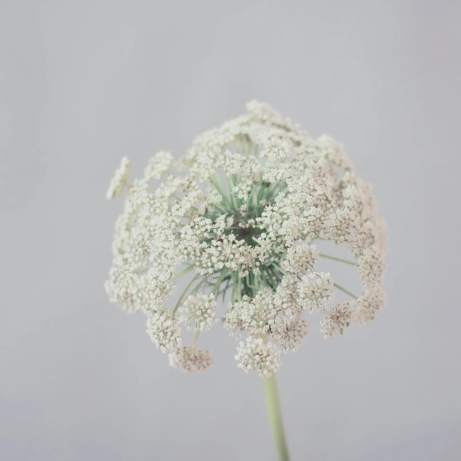 Tranquillamente plexiglass da Cassia Beck Photography