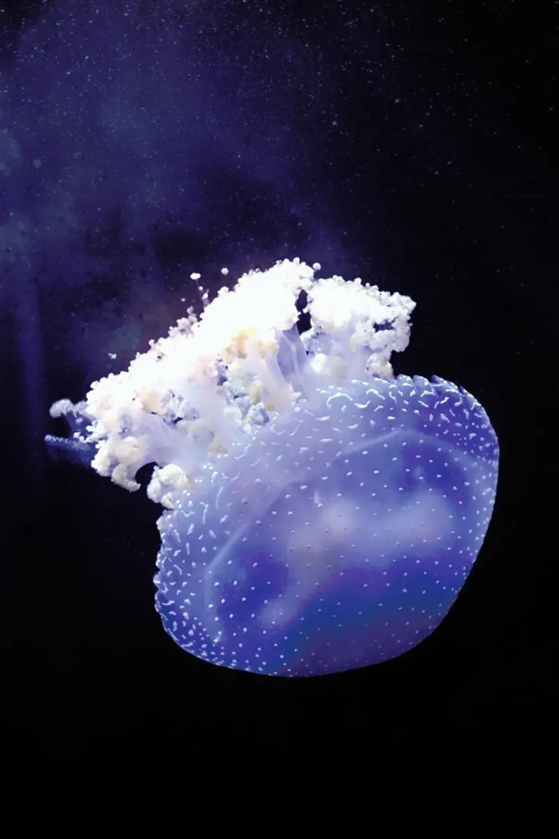 Deepsea Jellyfish pellicola backlit da Wouter Rikken