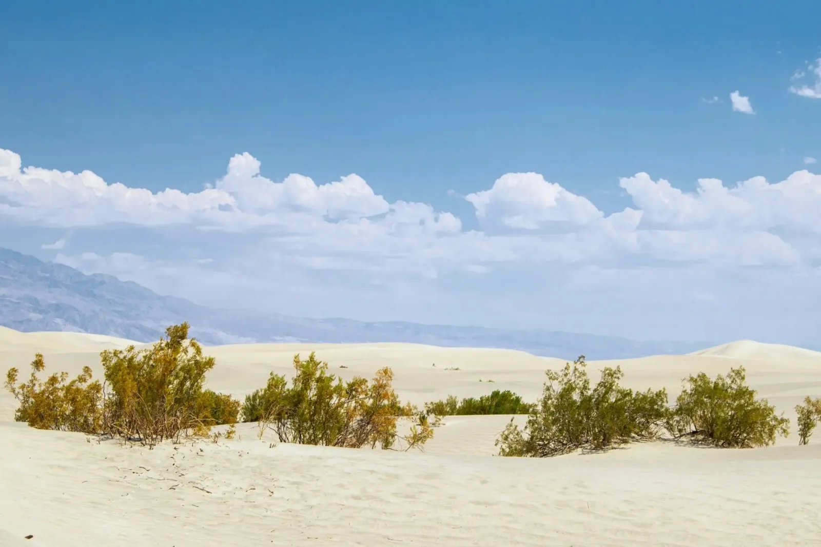 de día en las dunas hahnemühle de life of sands