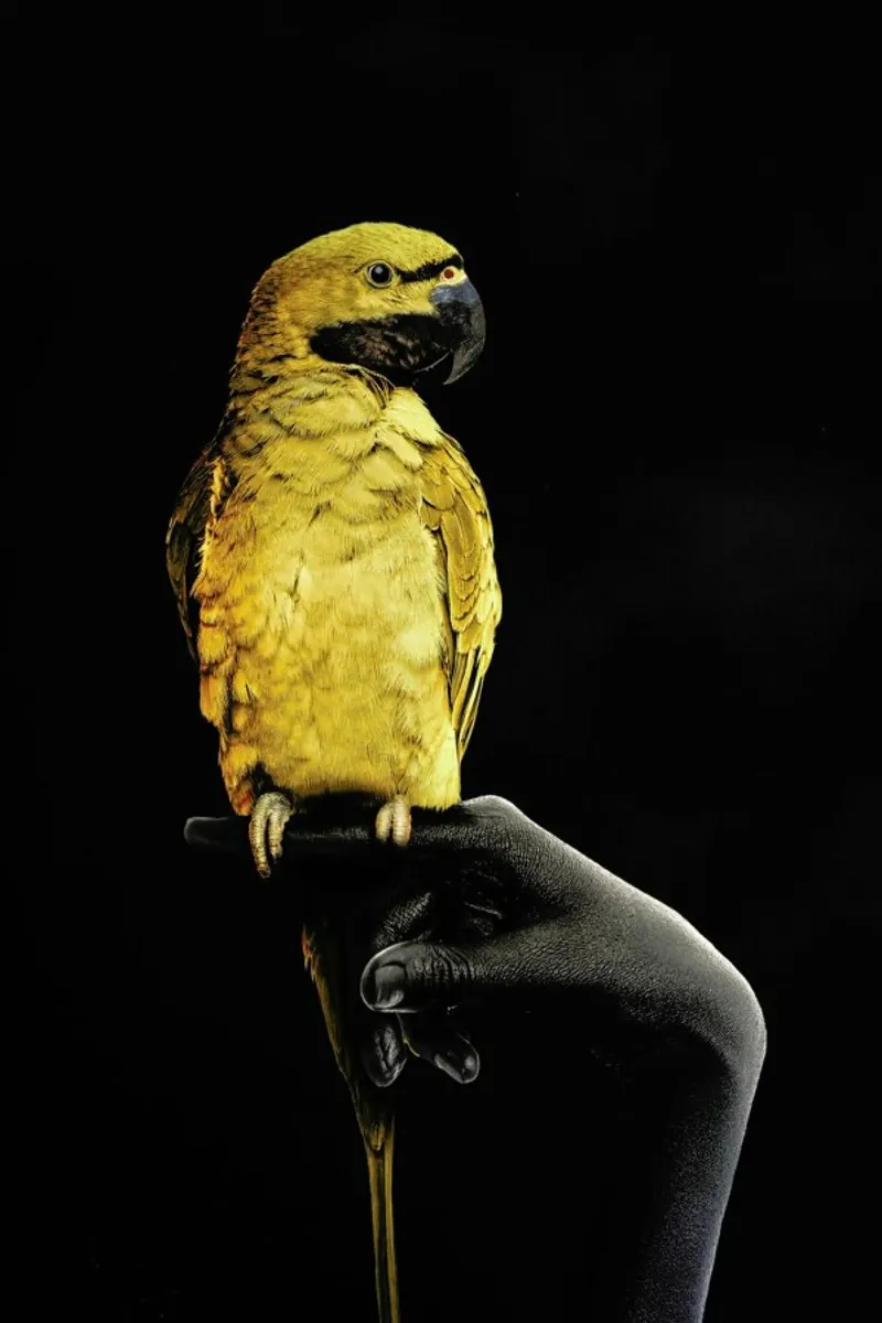 Golden Parrot backlit folie van Wouter Rikken