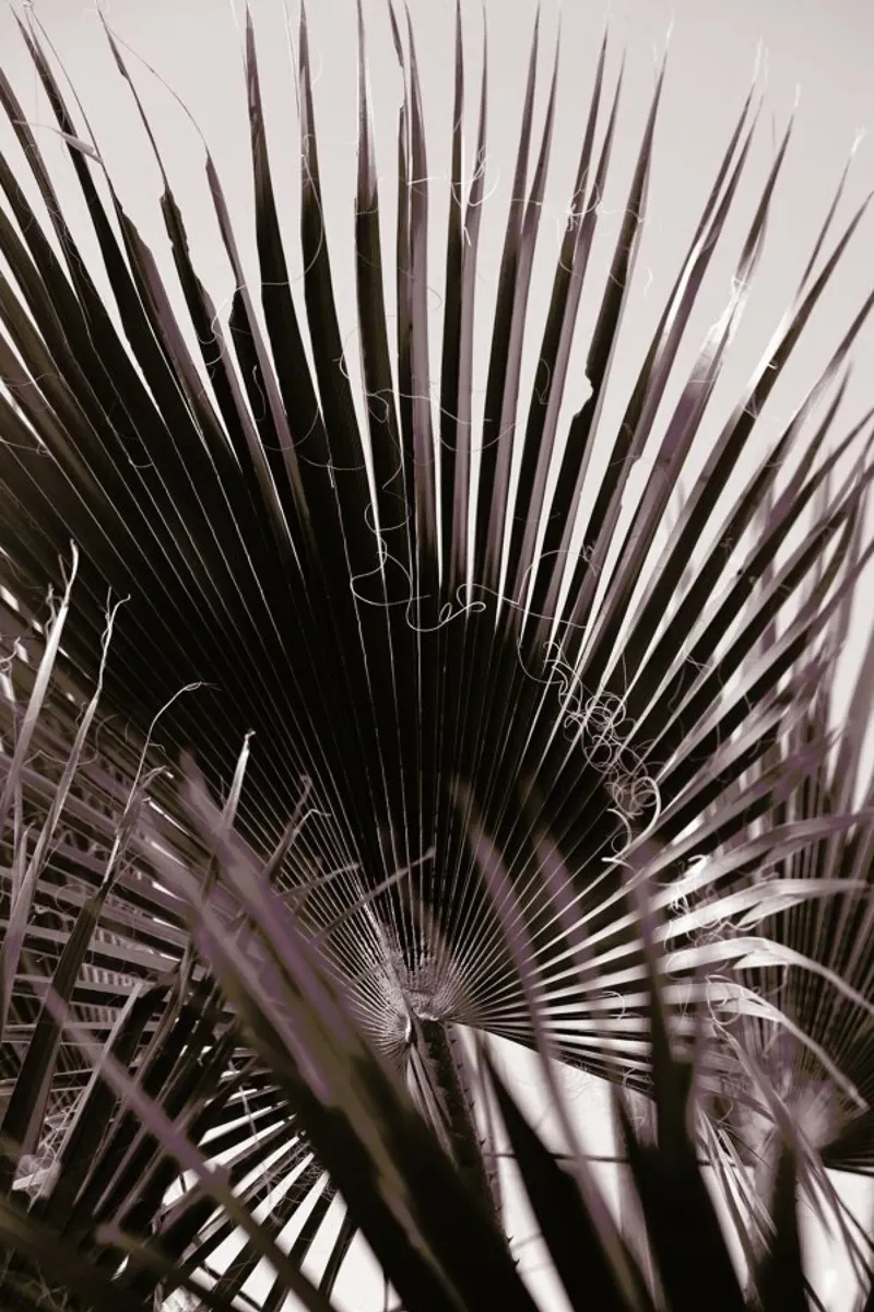 Miami Palm One pellicola backlit da Shot By Clint