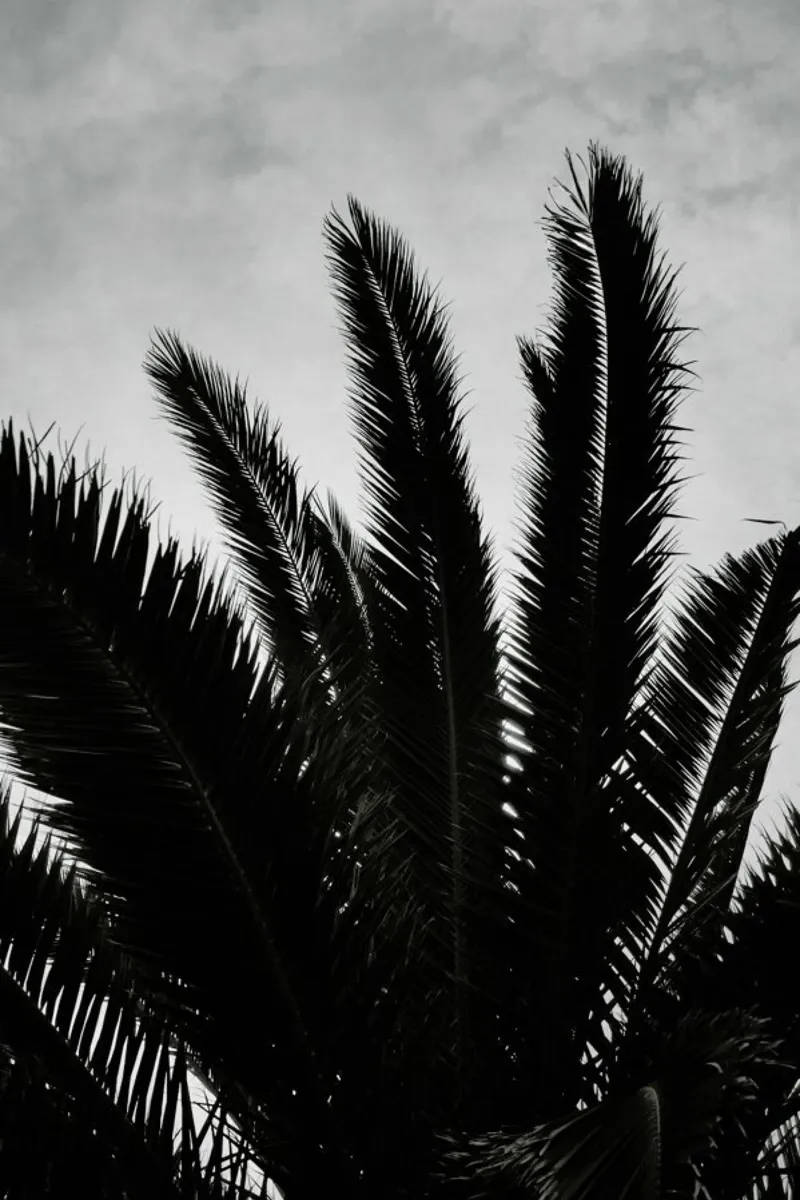 Palm Beach La pellicola backlit da Sebastian Hilgetag