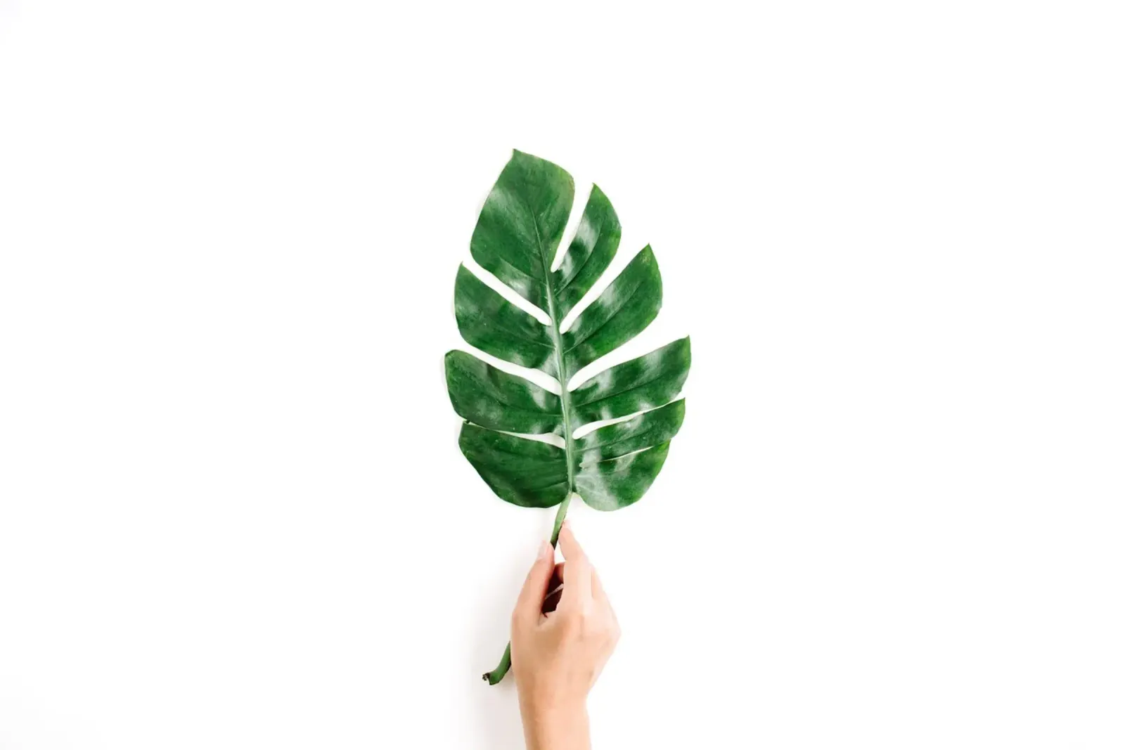Minimalismo tropicale poster da PhotoVibe Decor