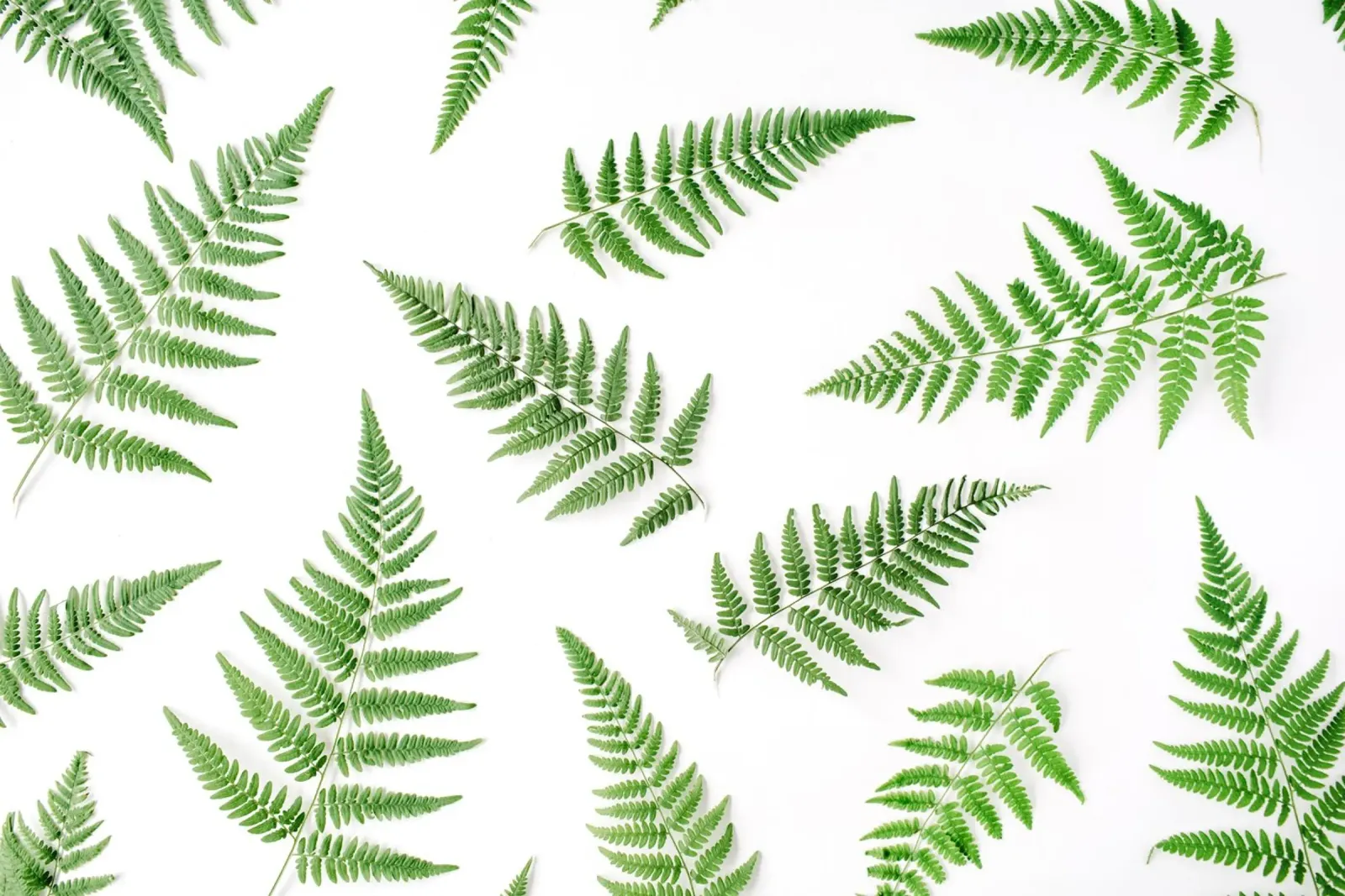 Minimalismo tropicale pellicola backlit da PhotoVibe Decor
