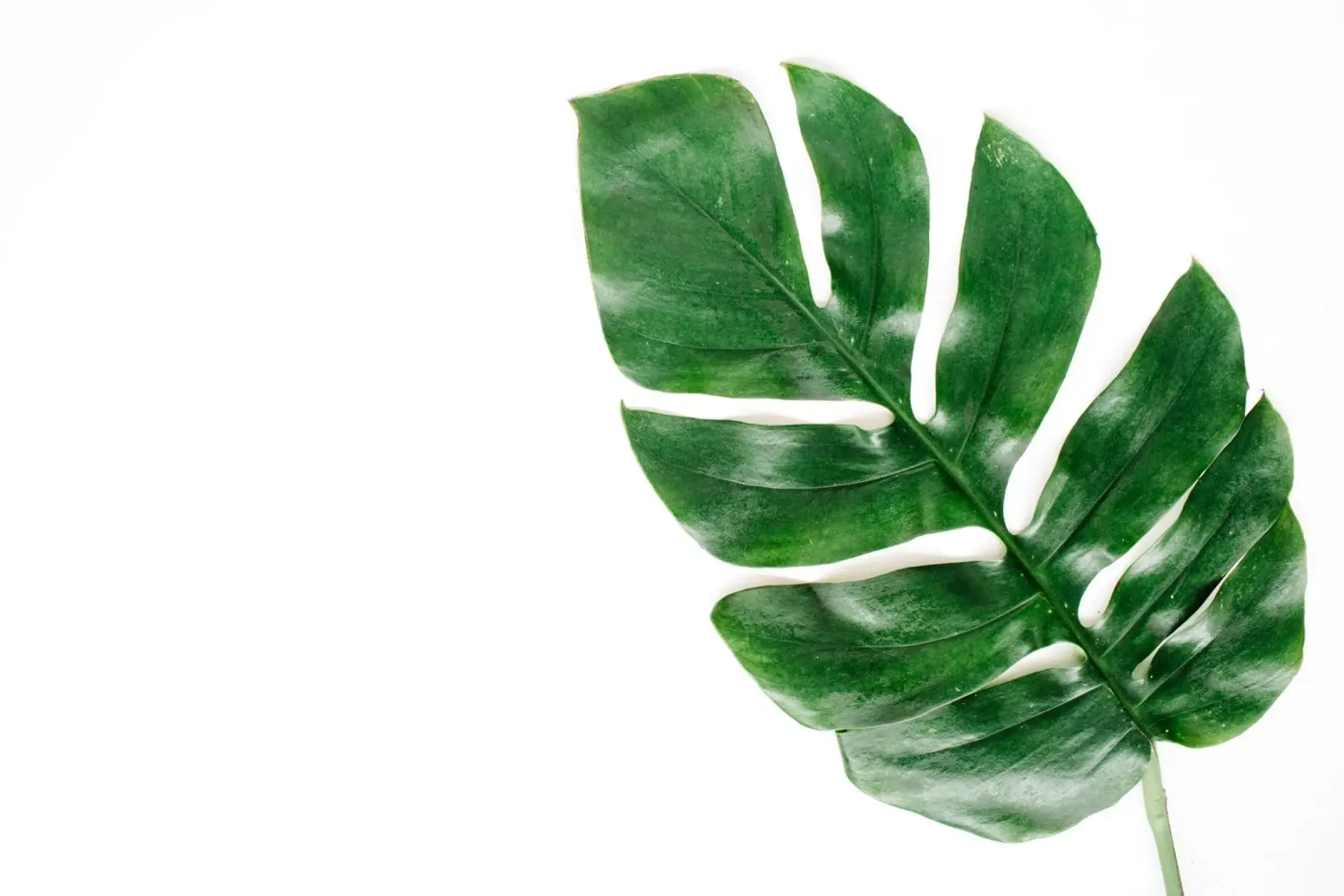 Minimalismo tropicale poster con telaio in plastica da PhotoVibe Decor