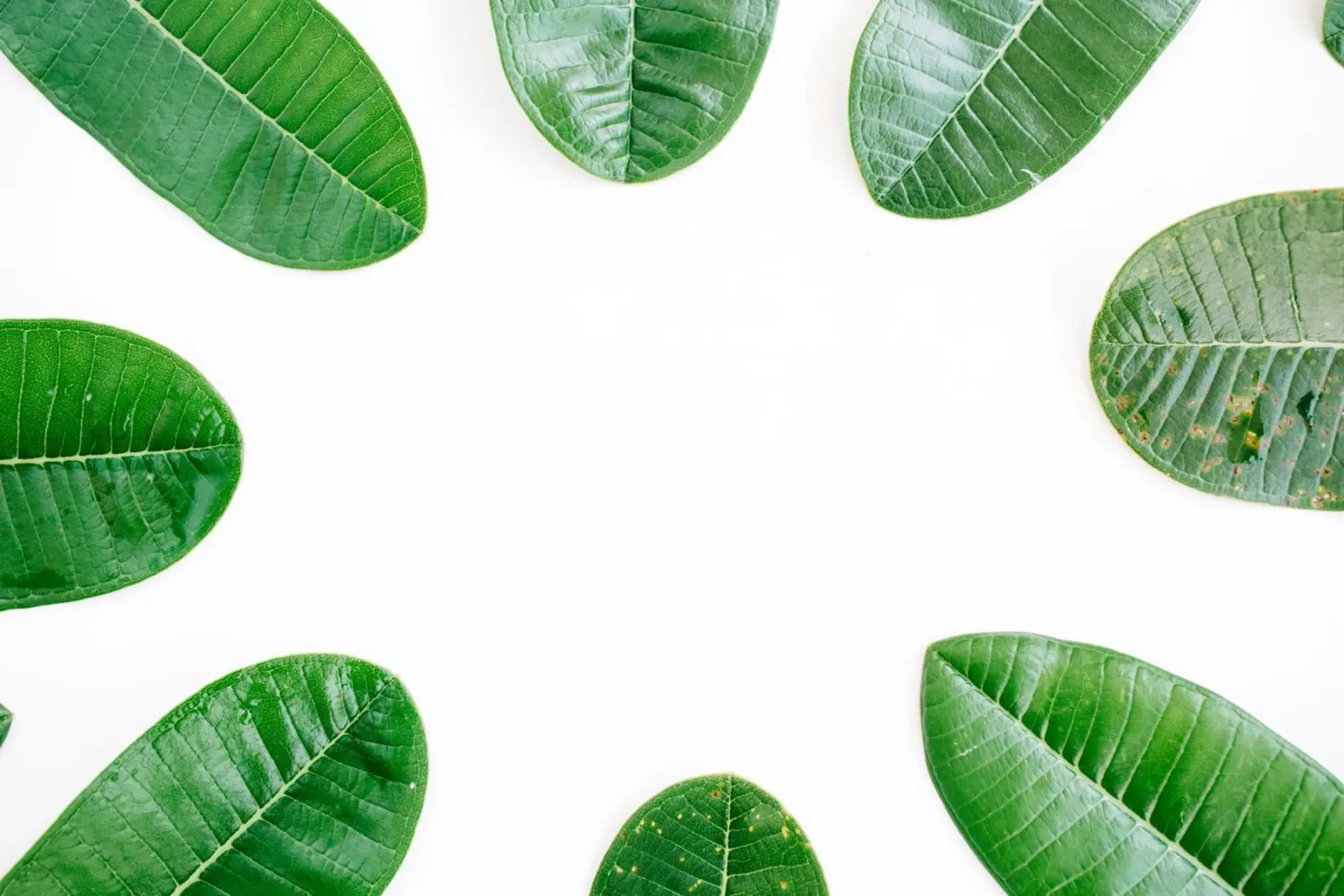 Minimalismo tropicale poster con telaio in plastica da PhotoVibe Decor