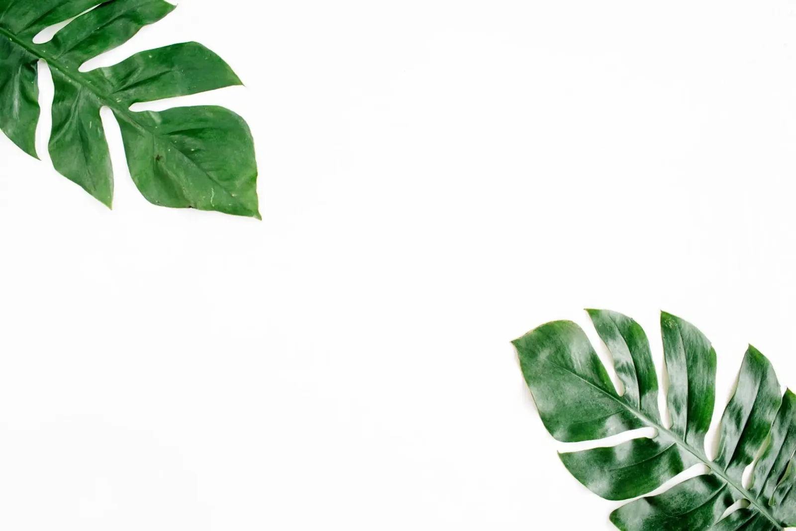 Minimalismo tropicale poster con telaio in plastica da PhotoVibe Decor