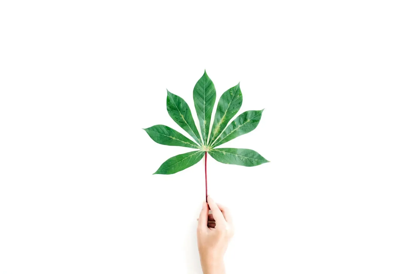 Minimalismo tropicale poster da PhotoVibe Decor
