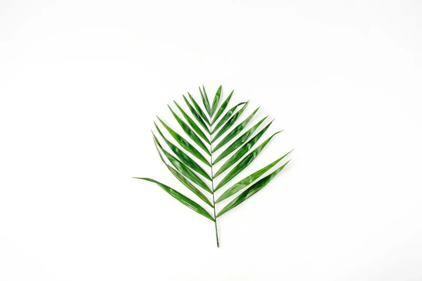 Minimalismo tropicale poster con telaio in plastica da PhotoVibe Decor