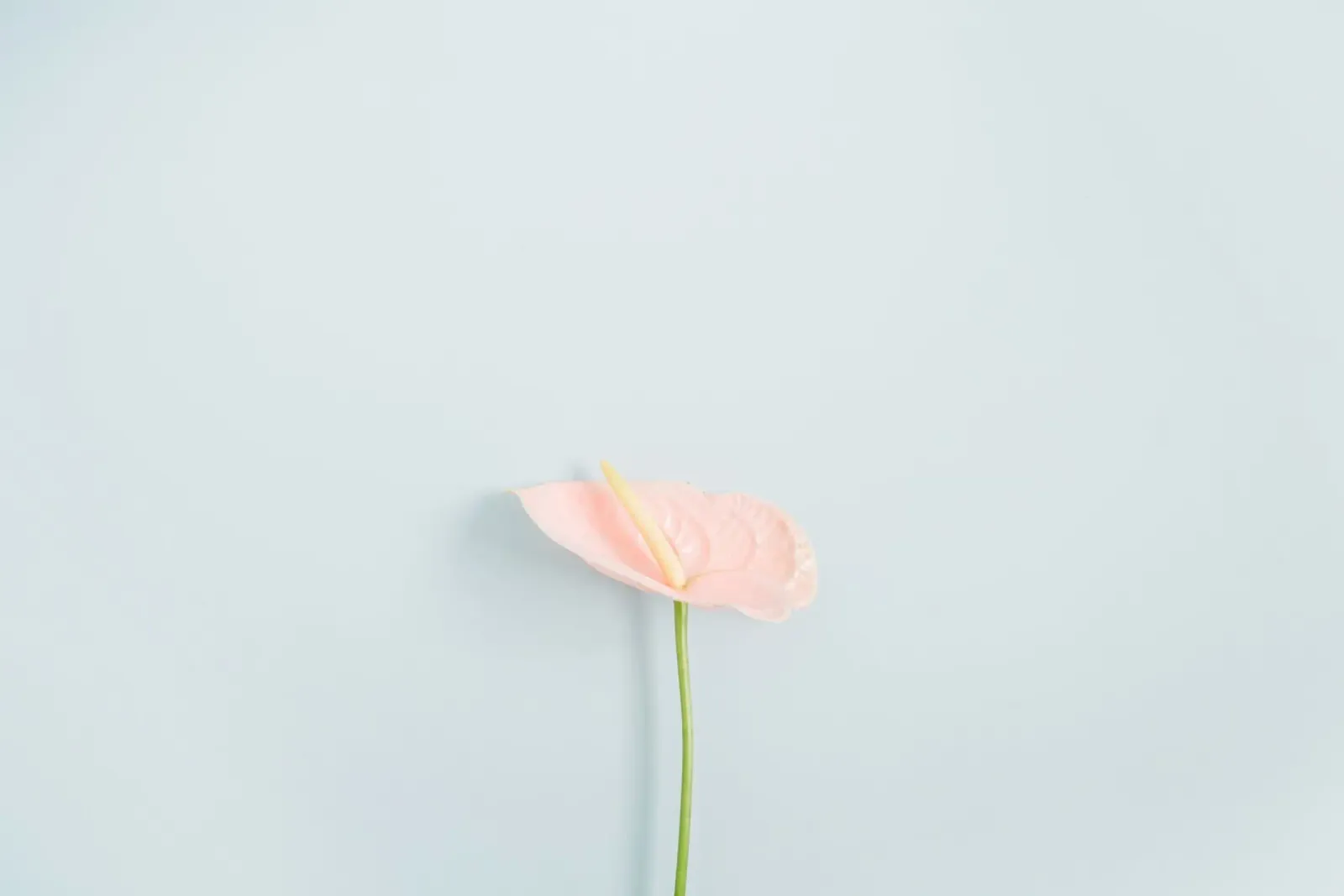 Minimalismo tropicale poster con telaio in plastica da PhotoVibe Decor