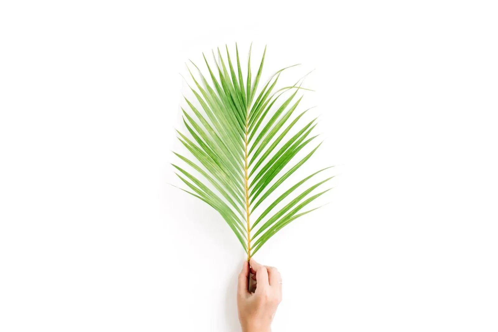 Minimalismo tropicale poster da PhotoVibe Decor