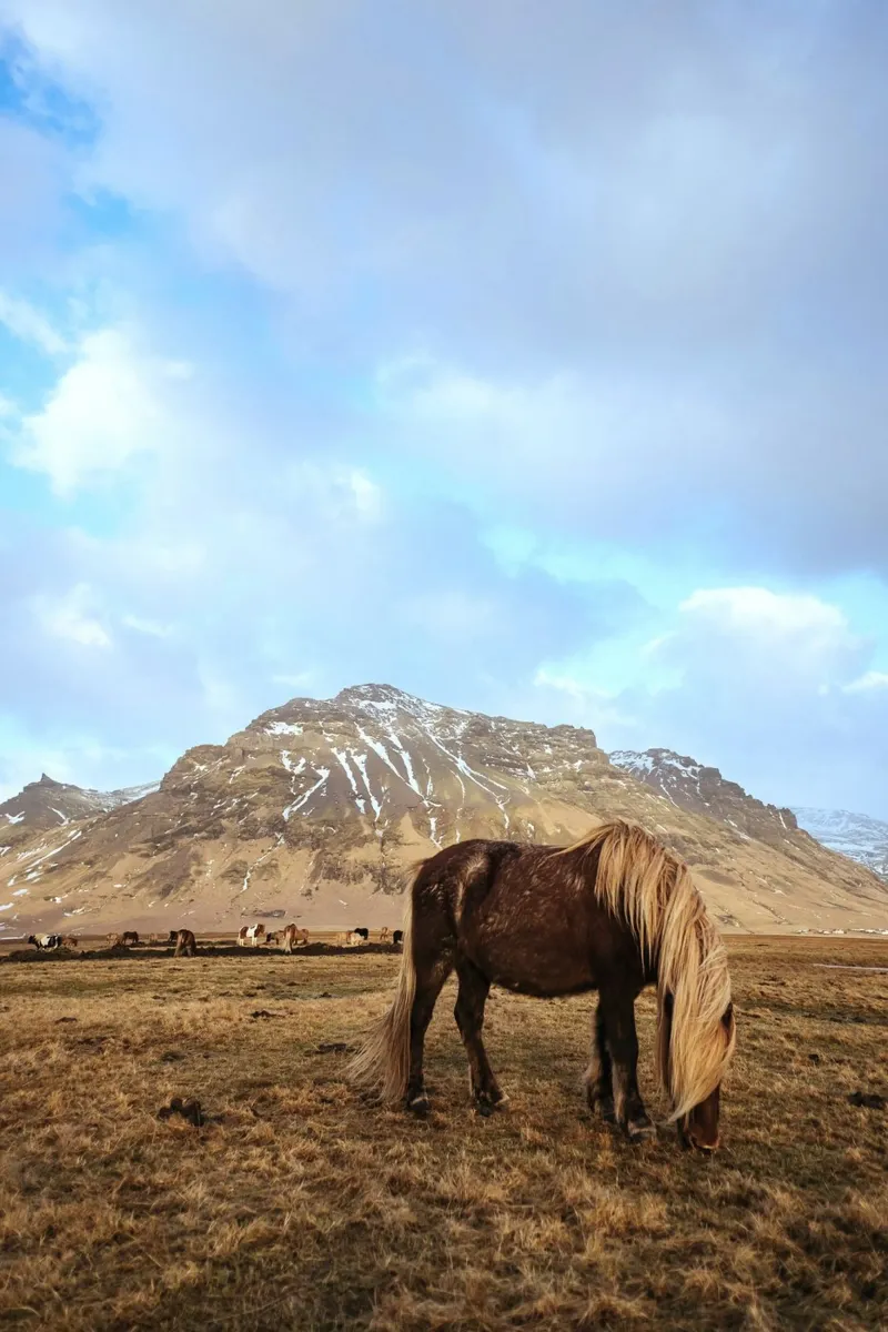 paesaggio islandese cavallo poster con telaio in legno da Horsire