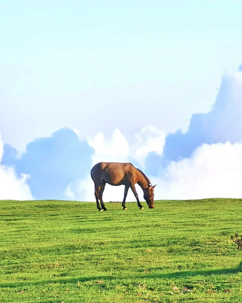 caballo en las nubes hierba poster con marco de aluminio de Horsire