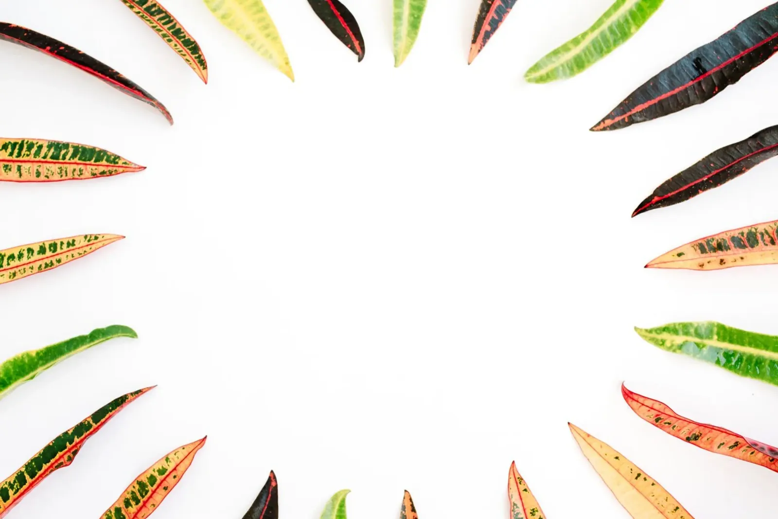 Minimalismo tropicale poster da PhotoVibe Decor