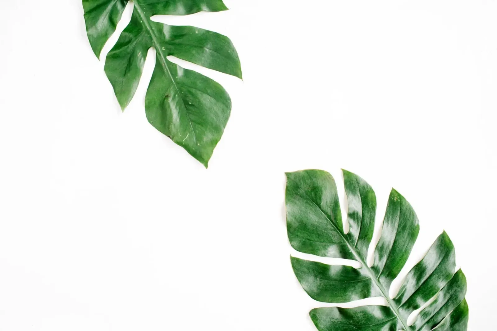 Minimalismo tropicale poster da PhotoVibe Decor
