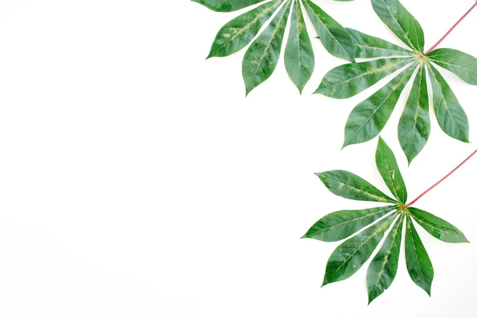 Minimalismo tropicale poster da PhotoVibe Decor
