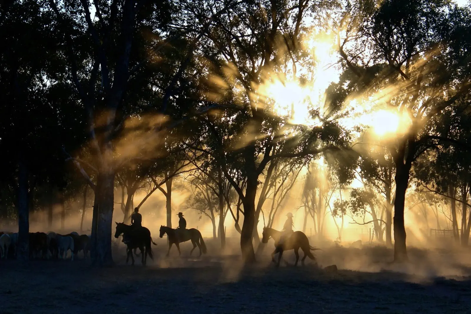 la luce del sole attraverso gli alberi e i cavalieri pellicola backlit da Horsire
