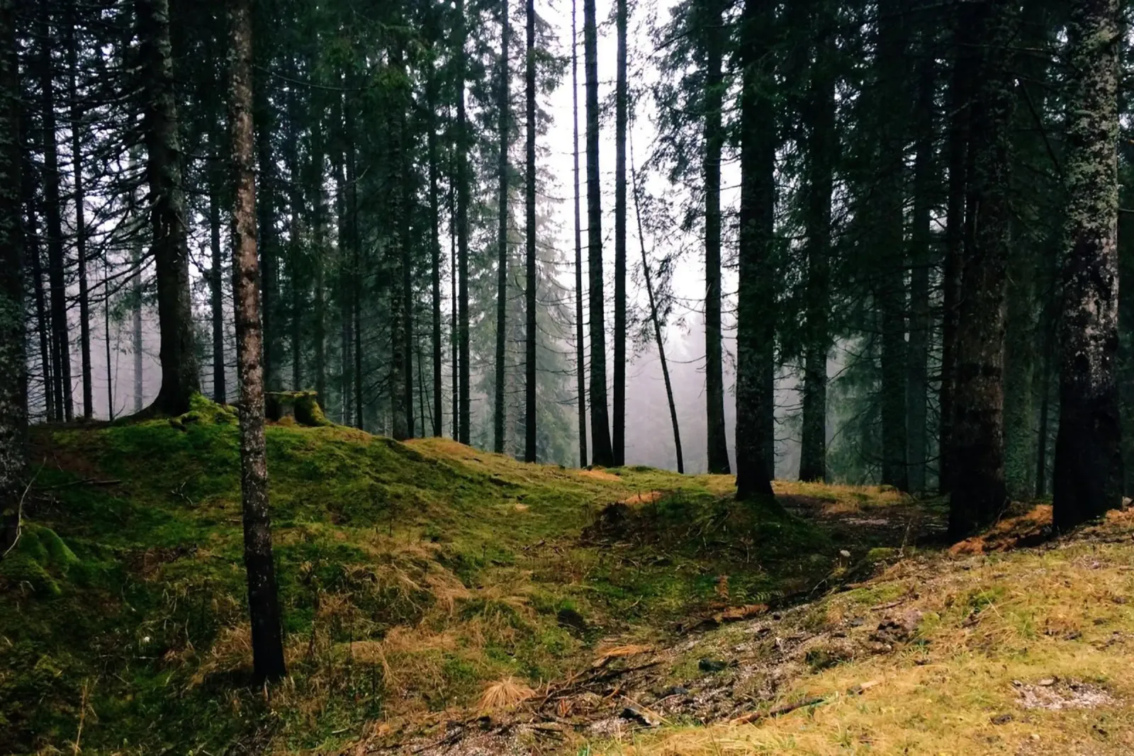 Das Flüstern der Wälder Leinwand mit Schattenfugenrahmen von PhotoVibe Decor